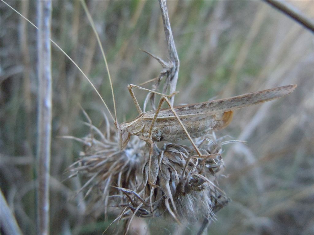 Femmina di Tylopsis lilifolia